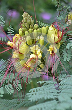 Caesalpinia gilliesii flowers photo