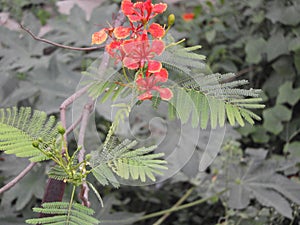 Caesalpinia pulcherrima