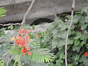 Caesalpinia pulcherrima