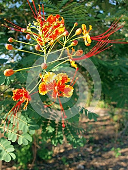 Caesalpinia Pulcherrima 2