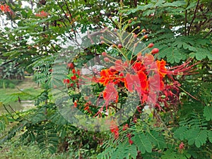 Caesalpinia pulcherrima blooming in the garden. photo