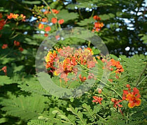 Caesalpinia pulcherrima blossoms in sunny morning