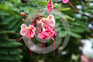 Caesalpinia Pulcherrima photo