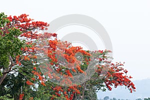 Caesalpinia pulcherrima flower or Peacock flower on tree