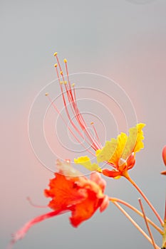 Caesalpinia Pulcherrima Flower and Stamen on Blurred Background