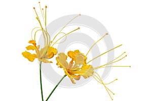 Caesalpinia pulcherrima flower photo