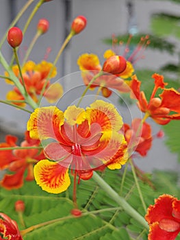 Caesalpinia pulcherrima a flowering plant in the pea family. photo