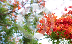 Caesalpinia pulcherrima flowers  blooming branches hanging on tree