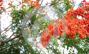 Caesalpinia pulcherrima flowers  blooming branches hanging on tree