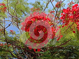 Caesalpinia pulcherrima flowers  Peacock flowers blooming on green leaves branch hanging on tree closeup.