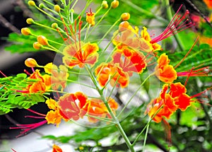 Caesalpinia pulcherrima, Peacock flower photo