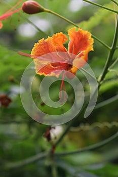 Caesalpinia pulcherrima is a plant native to Asia and Africa. red to orange and yellow peacock flowers against a green leaf