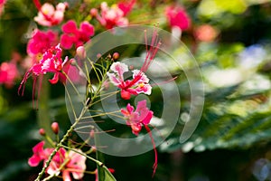 Caesalpinia pulcherrima red bird of paradise flower close up Tobago photo