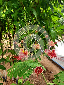 Caesalpinia pulcherrima tiger flower or peacock flower or red bird of paradise