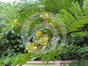 Caesalpinia sappan Wood flowering twig