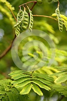 Caesalpiniaceae tree leaves and seeds