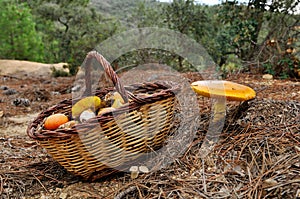 Caesar's Mushroom photo