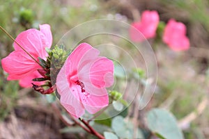 Pink Pavonia rigida