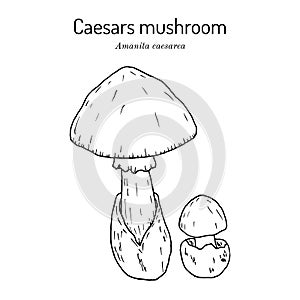 Caesars mushroom Amanita caesarea , edible mushroom photo