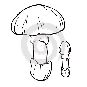 Caesars mushroom in line art. Edible fungus illustration. Hand drawn forest plant. Vector illustration isolated on a