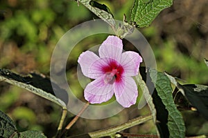 Caesarweed or Congo jute flower, Urena lobata, on tropical forest photo