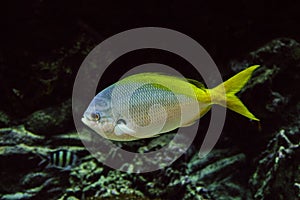 Caesio teres fish under water. Cesium yellow-back fusilier photo