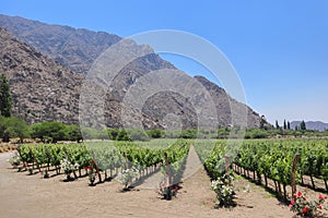 Cafayate, Argentina, november 3, 2022: vineyards with mountain backdrop, Argentina