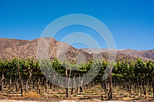 Cafayate vineyards in southamerica on a summetime