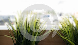 Cafe decoration style : grass in wooden flowerpot in restaurant