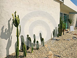 Cafe inside The Greenhouse with cacti and exotic plants