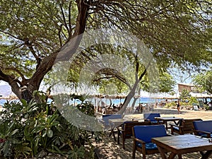 Cafe tables under the trees on Dekel Beach