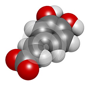 Caffeic acid molecule. Intermediate in the biosynthesis of lignin. 3D rendering. Atoms are represented as spheres with photo