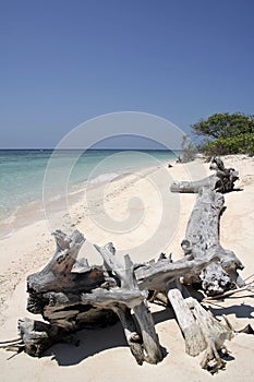 Cagayan driftwood tropical island beach photo
