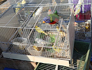 cage and an Ara parrot with a blue head and green feathers for sale in the pet shop