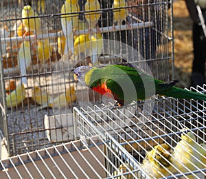 cage and an Ara parrot with a blue head and green feathers for sale in the pet shop