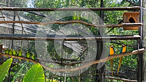 Cage with blue-and-yellow macaws & x28;Ara ararauna& x29; and orange winged amazon parrots & x28;Amazona amazonica& x29;