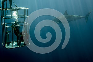Cage dive with White shark ready to attack
