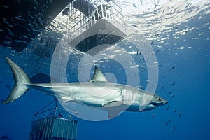 Cage Diving with Great White Sharks in Mexico