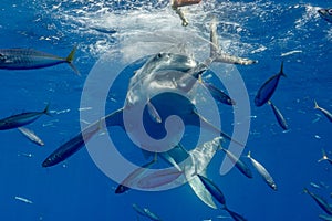 Cage Diving with Great White Sharks in Mexico