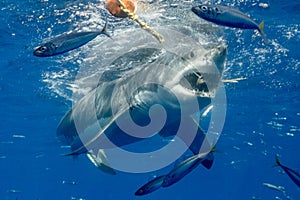 Cage Diving with Great White Sharks in Mexico