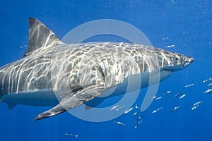 Cage Diving with Great White Sharks in Mexico