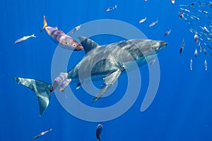 Cage Diving with Great White Sharks in Mexico