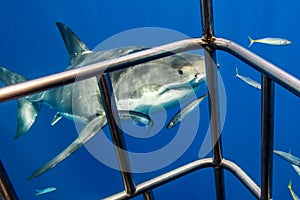 Cage Diving with Great White Sharks in Mexico