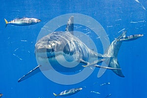 Cage Diving with Great White Sharks in Mexico