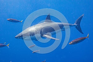 Cage Diving with Great White Sharks in Mexico