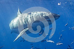 Cage Diving with Great White Sharks in Mexico