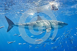 Cage Diving with Great White Sharks in Mexico