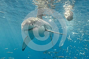 Cage Diving with Great White Sharks in Mexico