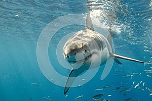 Cage Diving with Great White Sharks in Mexico