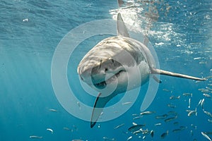 Cage Diving with Great White Sharks in Mexico